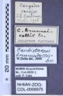 Etiketten zu Cardiotarsus brunneicollis (Erichson, 1840) (NHMW-ZOO-COL-0006975)